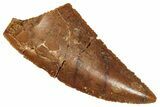 Serrated Raptor Tooth - Real Dinosaur Tooth #371488-1